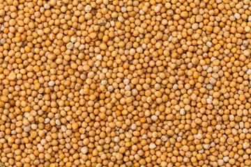 イエローマスタードシード
