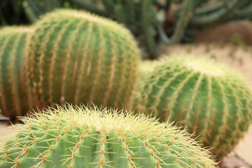 Cactaceae: Echinocactus grusonii