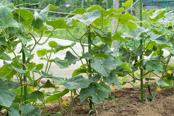 キュウリ畑