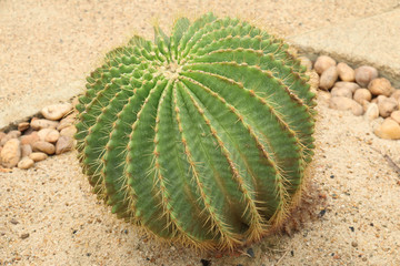Cactaceae: Echinocactus grusonii