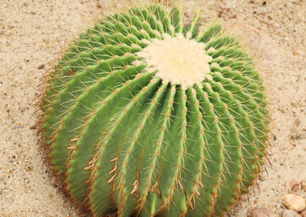 Cactaceae: Echinocactus grusonii