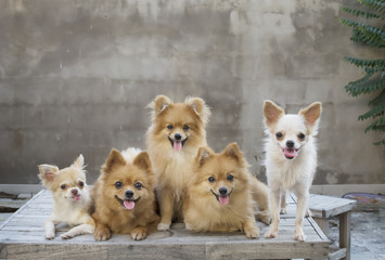 group of dogs on table with concrete wall blackground