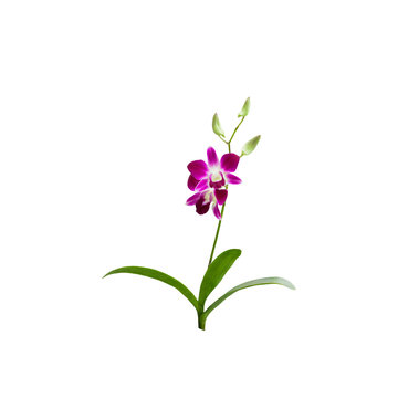 Beautiful Purple orchid flower isolated white background,with cl