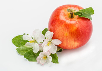 Apple trees flower and apple
