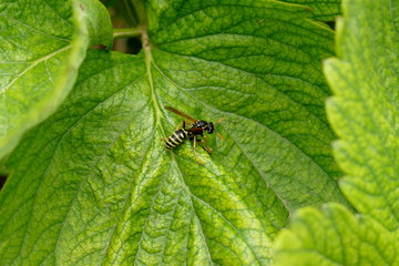 Mauerwespe auf Erdbeerblatt