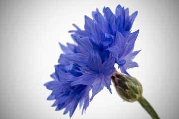 Blue Cornflower