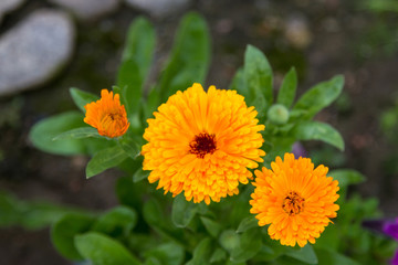 yellow flower calendula