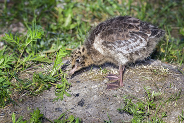Black-headed gull