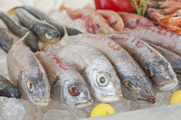 Collection of bream fish on display in seafood restaurant