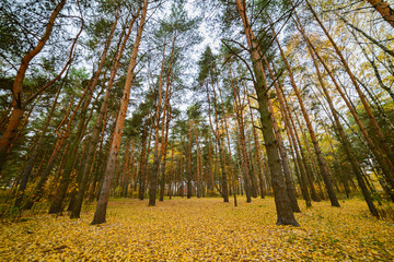 Naklejka premium The path stretches into the distance.