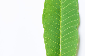 Texture of a green leafs as background, green leafs patchwork background
