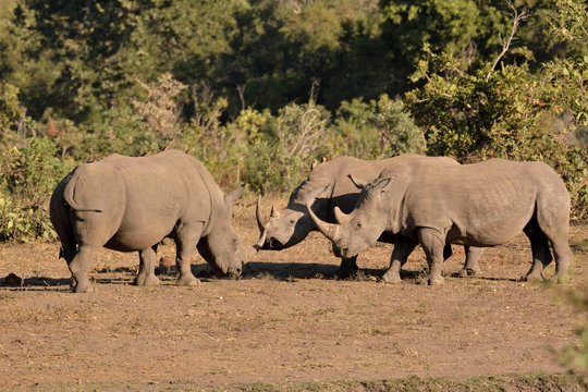 African white rhinoceros in a standoff confrontation between a strange bull and a cow with her mature calf.
