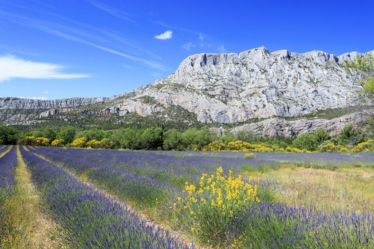 Mount Sainte Victoire and Lavanders