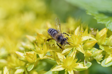 Bee on yellow flower
