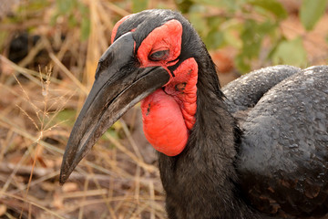 Southern Ground-Hornbill patrolling through the bush searching for prey to eat