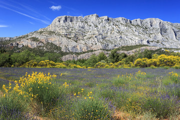 Fototapeta premium Mount Sainte Victoire and Flowers