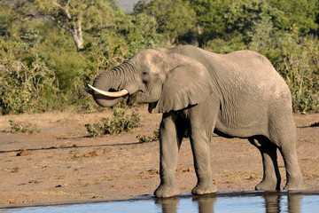 Lone African elephant bull drinking water at a remote waterhole