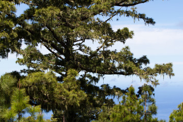 Fototapeta premium Macro photo pine forest, pinus canariensis in Tenerife, road to Teide volcano