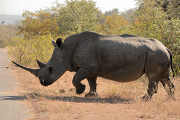 Obraz premium African white rhinoceros bull charging through the bush at speed to cross the road