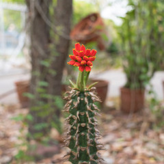 Red crown of throns flowers, Euphorbia viguieri