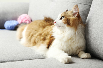 Fototapeta na wymiar Beautiful cat on a grey sofa, close up