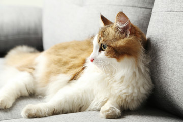 Beautiful cat on a grey sofa, close up