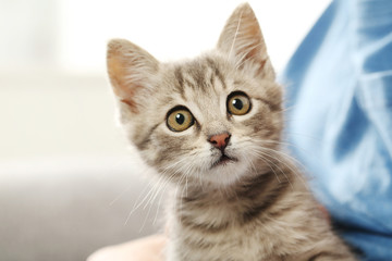 Child with kitten on hands at home