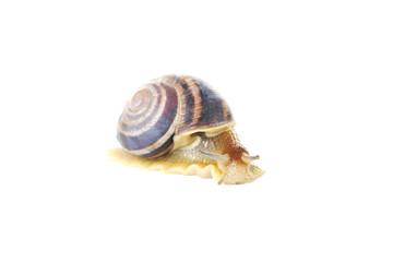 Brown snail isolated on a white background