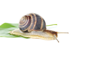 Brown snail on green leaf on a white background