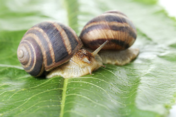 Brown snails on green leaf, close up