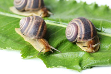 Brown snail on green leaf on a white background