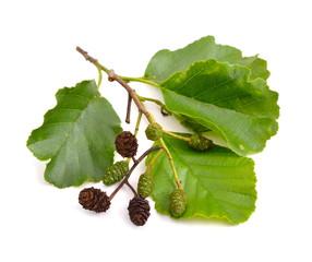 Alder (Alnus) isolated