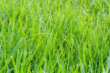 Fototapeta premium Drops on grass.Fresh concept.