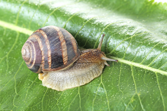 Brown snail on green leaf, close up