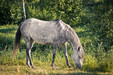 Fototapeta na wymiar Koń na pastwisku