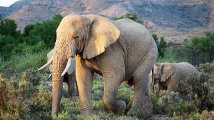 Fototapeta premium Der Elefant, ein riesiger Koloss mit langem Rüssel