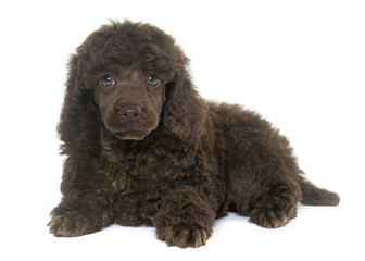 puppy brown poodle