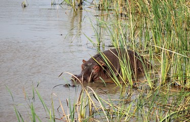 Flusspferd (Hippopotamidae)