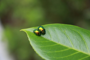 Bugs on green leaf