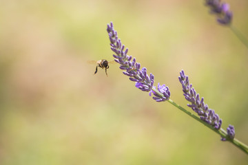 Abeille vole vers lavande
