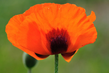 Fototapeta premium Mohn