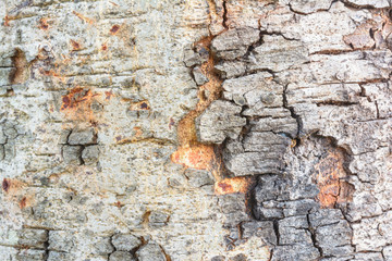 Pattern on tree