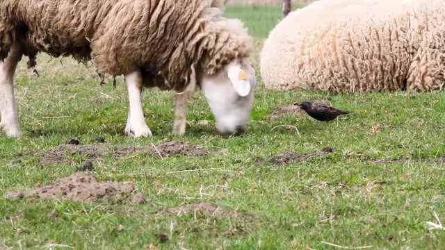 lamb is grass eating
