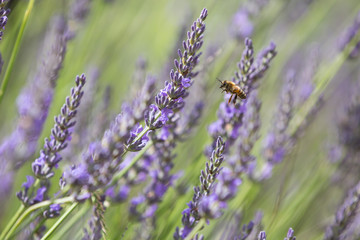 Abeille vole vers lavande 