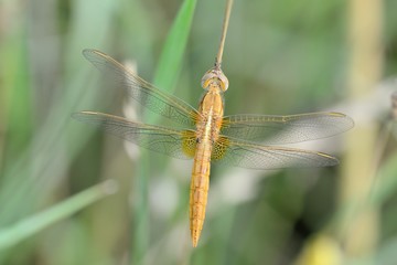 Crocothemis erythraea