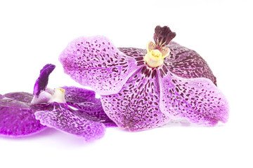 Purple orchid flowers on white. for beautiful background