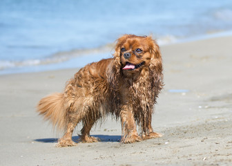 cavalier king charles on beach