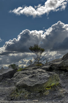 Whakarewarewa Geyser under cloudy sky at Te Puia thermal park in geothermal valley of Rotorua, New Zealand