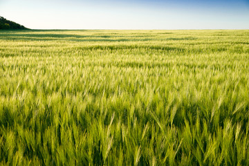 Ears of wheat growing on the field