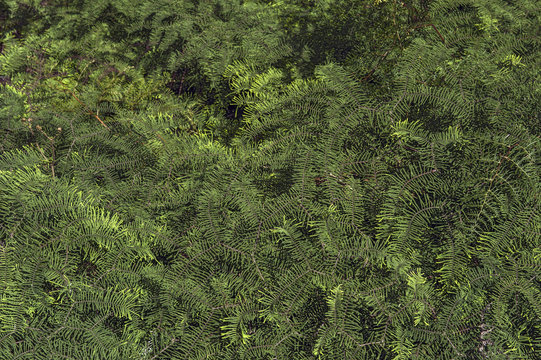 Great green bush of fern in the forest of New Zealand